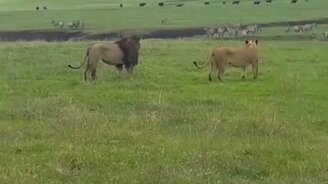 Царь зверей! - смотреть видео (0:59)