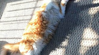 И еда, и игра! - смотреть видео (0:55)