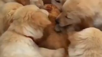 Кошка против щенят - смотреть видео (0:38)