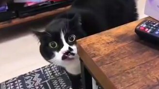 Кот что-то напевает - смотреть видео (0:45)