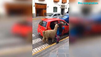 Невероятные, но реальные моменты - смотреть видео (4:43)