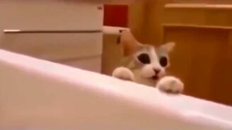 Кот спасает хозяйку - смотреть видео (0:52)