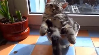 Смешное в подборке с кошками - смотреть видео (5:07)