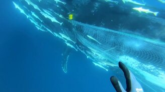 Спасение кита из сетей - смотреть видео (4:01)