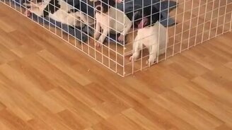 Щенок сбегает из клетки - смотреть видео (0:12)