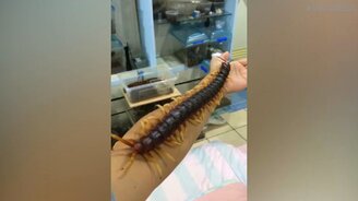 Сколопендра-гигант - смотреть видео (0:28)