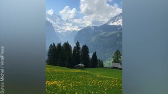 Собака прогуливается  в Альпах - смотреть видео (0:39)