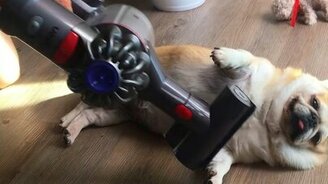 Попылесосьте меня, пожалуйста! - смотреть видео (0:38)