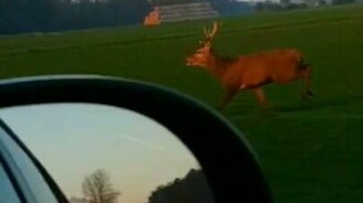 Волнительный прыжок оленя - смотреть видео (0:09)