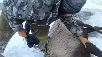 Спасение красного оленя в Сибири - смотреть видео (3:13)
