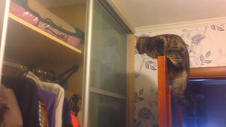 Провал любопытной кошки - смотреть видео (0:15)