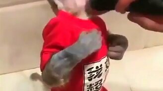 Пора бриться! - смотреть видео (0:17)