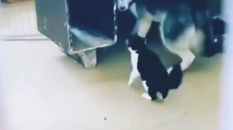 Кошка воспитывает хаски - смотреть видео (0:30)