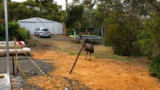 В догонялки со страусом - смотреть видео (3:05)