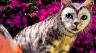 Удивительные окрасы кошек - смотреть видео (3:36)