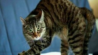 Кошачьи весёлые фото - смотреть видео (3:14)