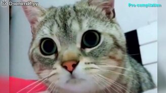 Вы не поверите, но это было! - смотреть видео (4:50)