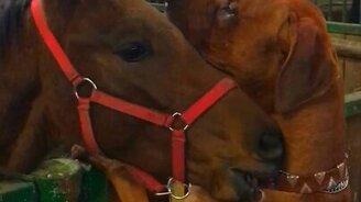 Знакомство жеребёнка и пса - смотреть видео (0:41)