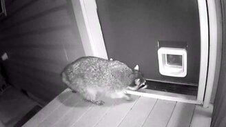 Кошка-охранница и енот - смотреть видео (0:33)