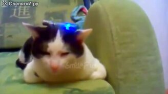 Весёленькие кошки, коты и котята - смотреть видео (4:05)