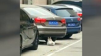 Кот качает пресс на асфальте - смотреть видео (0:42)