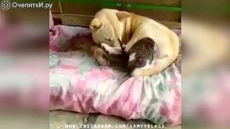 Коллекция приколов и смешилок - смотреть видео (8:08)