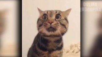 Сборка смешного и увлекательного - смотреть видео (6:08)