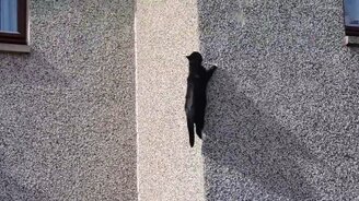 Цепкая кошка на стене - смотреть видео (0:57)
