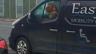 Четвероногий водитель - смотреть видео (0:12)