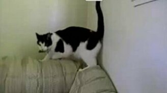 Попой вверх - смотреть видео (0:34)