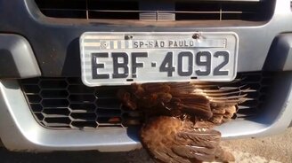 Спасение ястреба - смотреть видео (1:23)