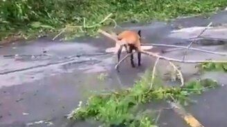 Собака-спасатель - смотреть видео (0:41)