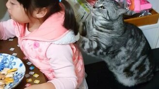 Кошка делает массаж девочке - смотреть видео (0:13)