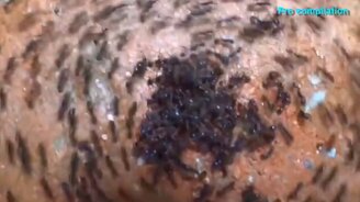 Невероятные муравьи - смотреть видео (4:36)