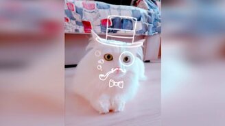 Приколы с котярами - смотреть видео (11:12)