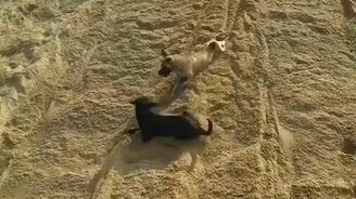 Собаки на песочной горке - смотреть видео (0:46)