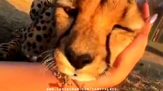 Питомцы и люди в приколах - смотреть видео (8:02)