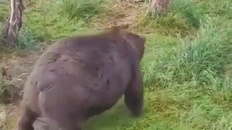 Вы видели беременную медведицу? - смотреть видео (0:31)