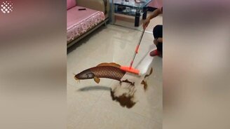 Способные художники - смотреть видео (2:28)