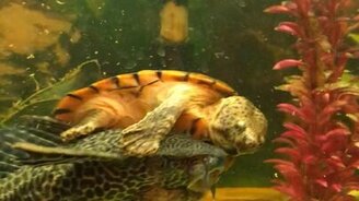 Черепаха оседлала рыбу - смотреть видео (0:18)