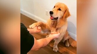 Собаки и кошки в приколах - смотреть видео (14:13)