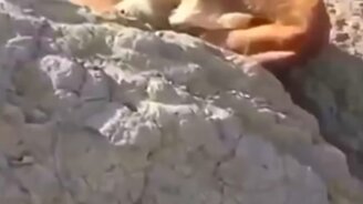 Спасайте животных! - смотреть видео (3:27)