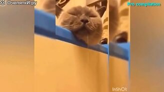 Внезапное и смешное в сборнике - смотреть видео (4:41)