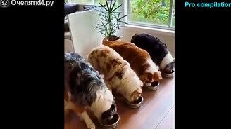 Неожиданности с животными - смотреть видео (4:41)