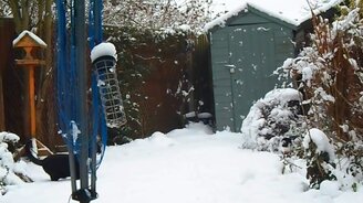 Кошки впервые на снегу - смотреть видео (10:20)