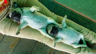 Симпатичный сонный дуэт - смотреть видео (1:03)