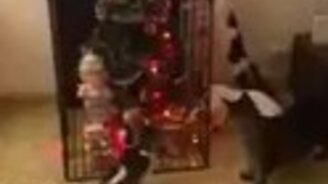 Как защитить ёлку от кошек - смотреть видео (0:16)