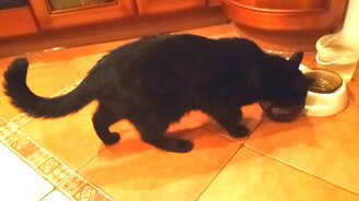 Как кот хвалит еду - смотреть видео (0:44)