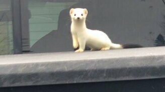 Горностай на пикапе - смотреть видео (0:28)