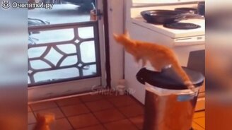 Прикольные ситуации с котами - смотреть видео (4:06)